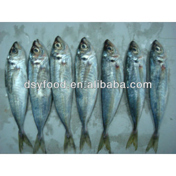 frozen horse mackerel frozen seafood